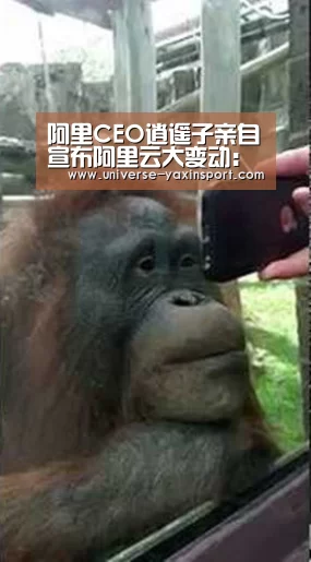 亚新网站